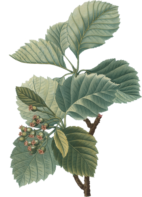 Plant Leaves Illustration